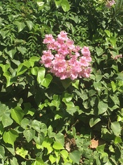Podranea