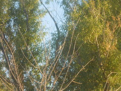 Haemorhous mexicanus