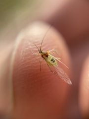 Calaphidina
