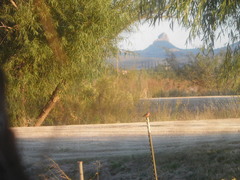 Pyrocephalus rubinus