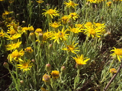 Senecio ceratophylloides