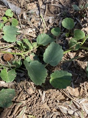 Rhynchosida physocalyx