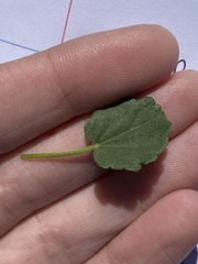 Rhynchosida physocalyx