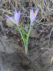 Crocus serotinus