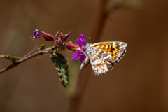 Aricoris campestris