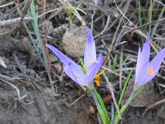 Crocus serotinus