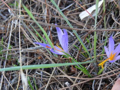 Crocus serotinus