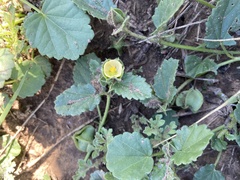 Rhynchosida physocalyx