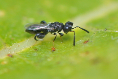 Dirhinus hesperidum