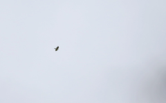 Buteo albigula