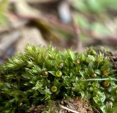 Physcomitrium immersum