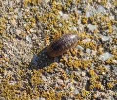 Armadillidium vulgare