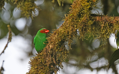 Chlorornis riefferii