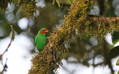 Chlorornis riefferii