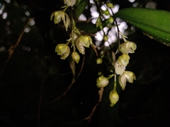 Leochilus oncidioides