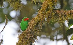 Chlorornis riefferii
