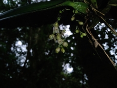 Leochilus oncidioides