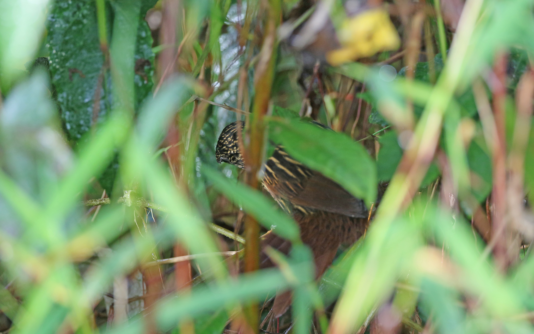 Flammulated Treehunter (Thripadectes flammulatus), photo 2