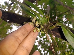 Leochilus oncidioides