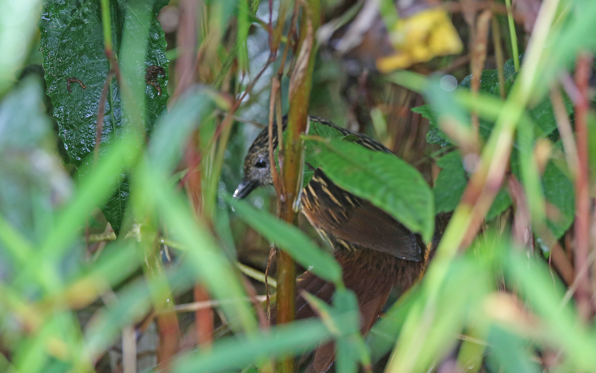 Flammulated Treehunter (Thripadectes flammulatus), photo 3