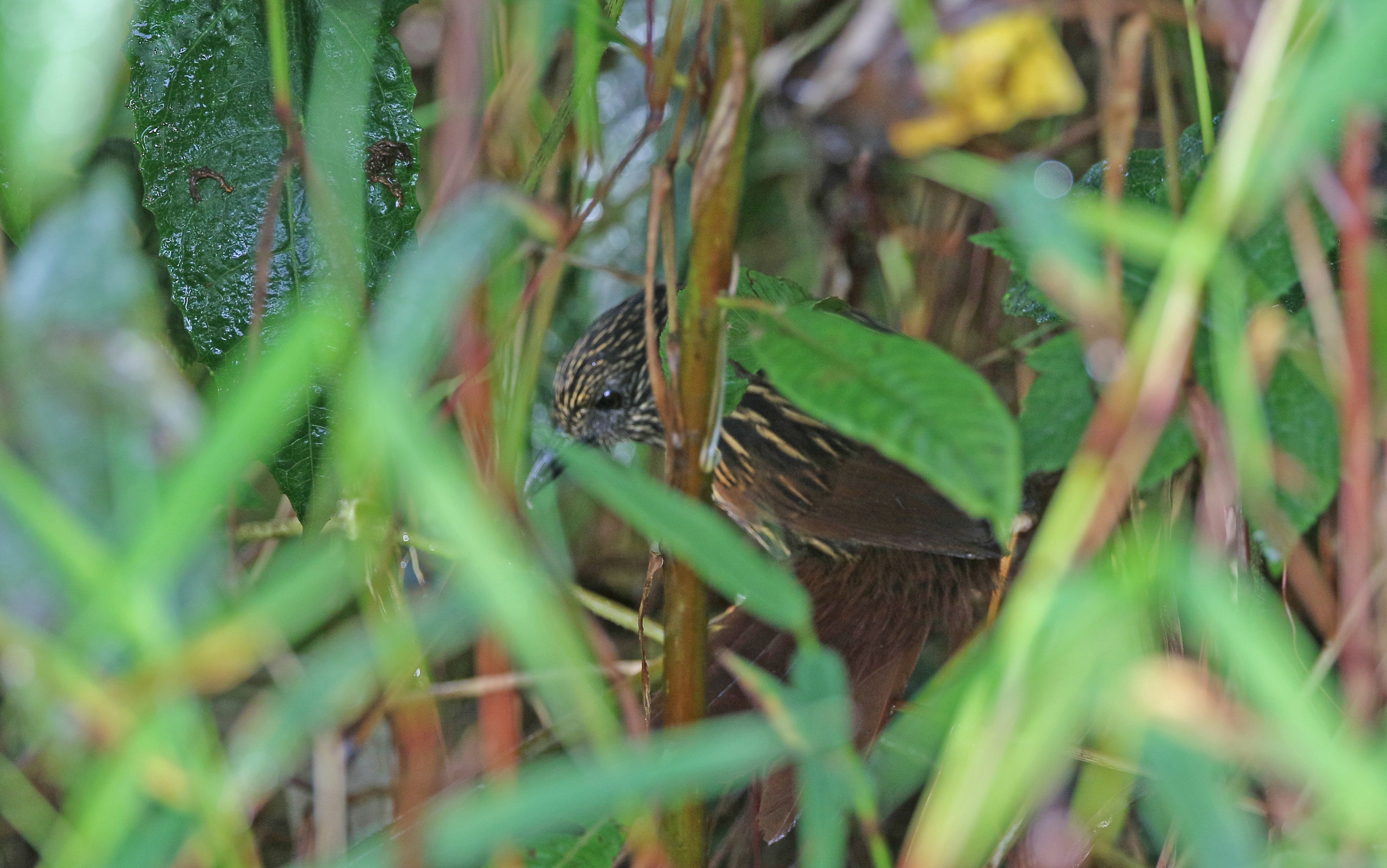 Flammulated Treehunter (Thripadectes flammulatus), photo 5