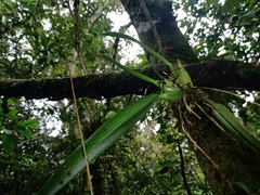 Leochilus oncidioides