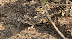 Agama armata