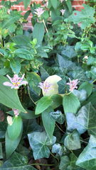 Tricyrtis formosana