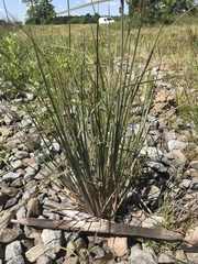Andropogon virginicus