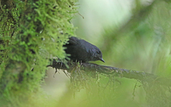 Scytalopus spillmanni