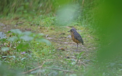 Grallaria squamigera