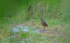 Grallaria squamigera