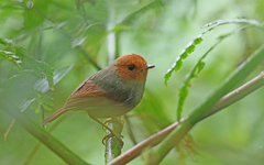 Pseudotriccus ruficeps