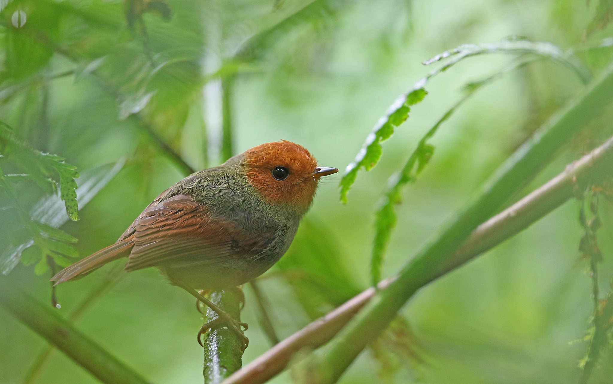 Rufous-headed Pygmy Tyrant (Pseudotriccus ruficeps), photo 9