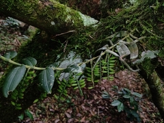 Campylocentrum schiedei