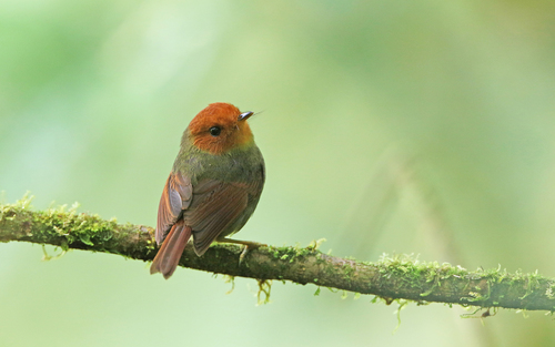 Rufous-headed Pygmy-tyrant