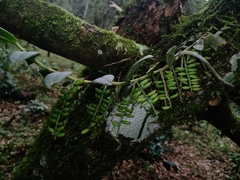 Campylocentrum schiedei