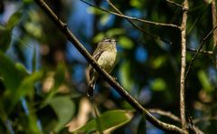 Phyllomyias fasciatus