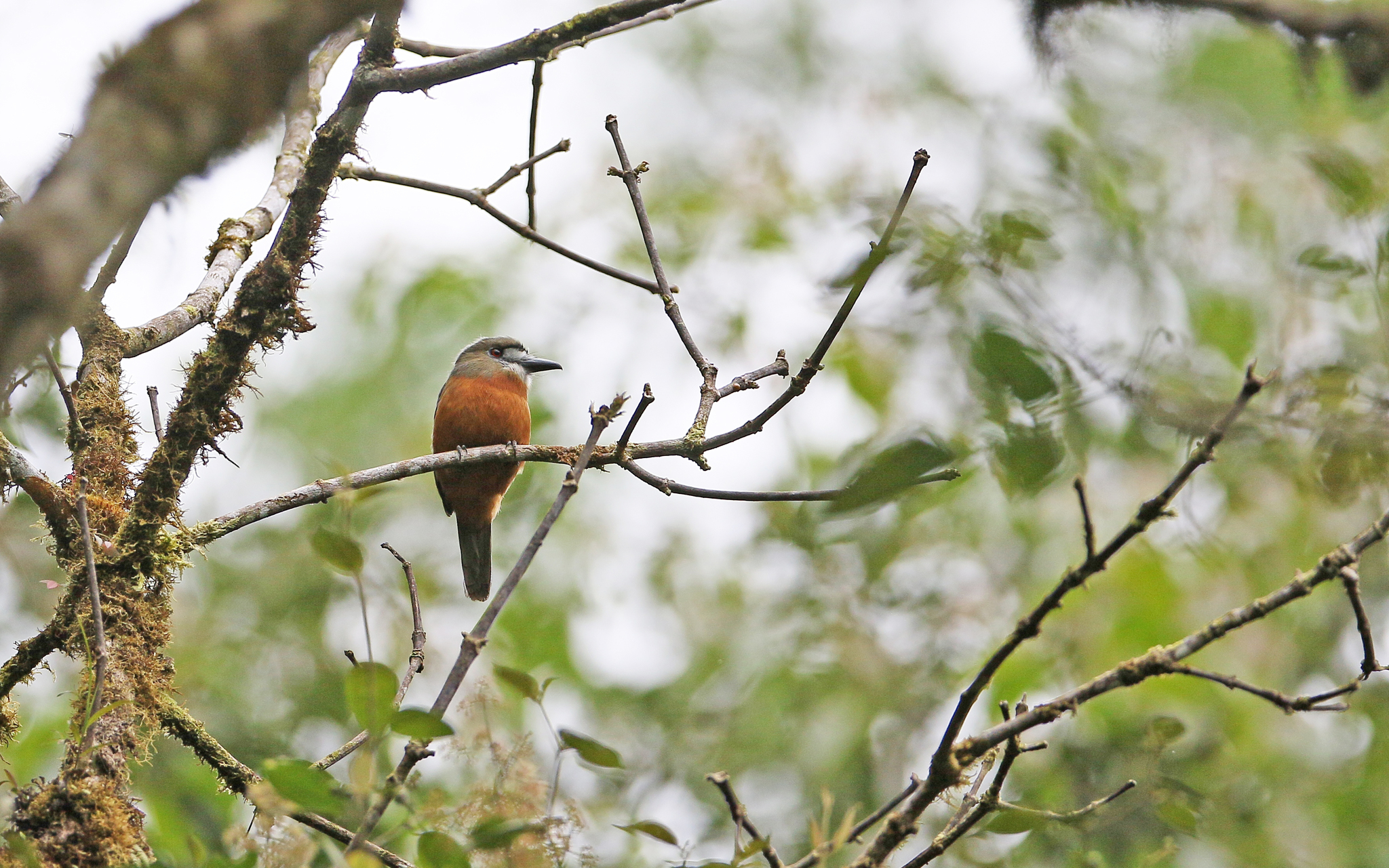 White-faced Nunbird (Hapaloptila castanea), photo 1
