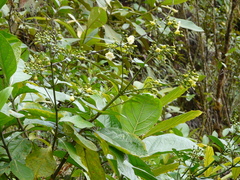 Macrocarpaea macrophylla