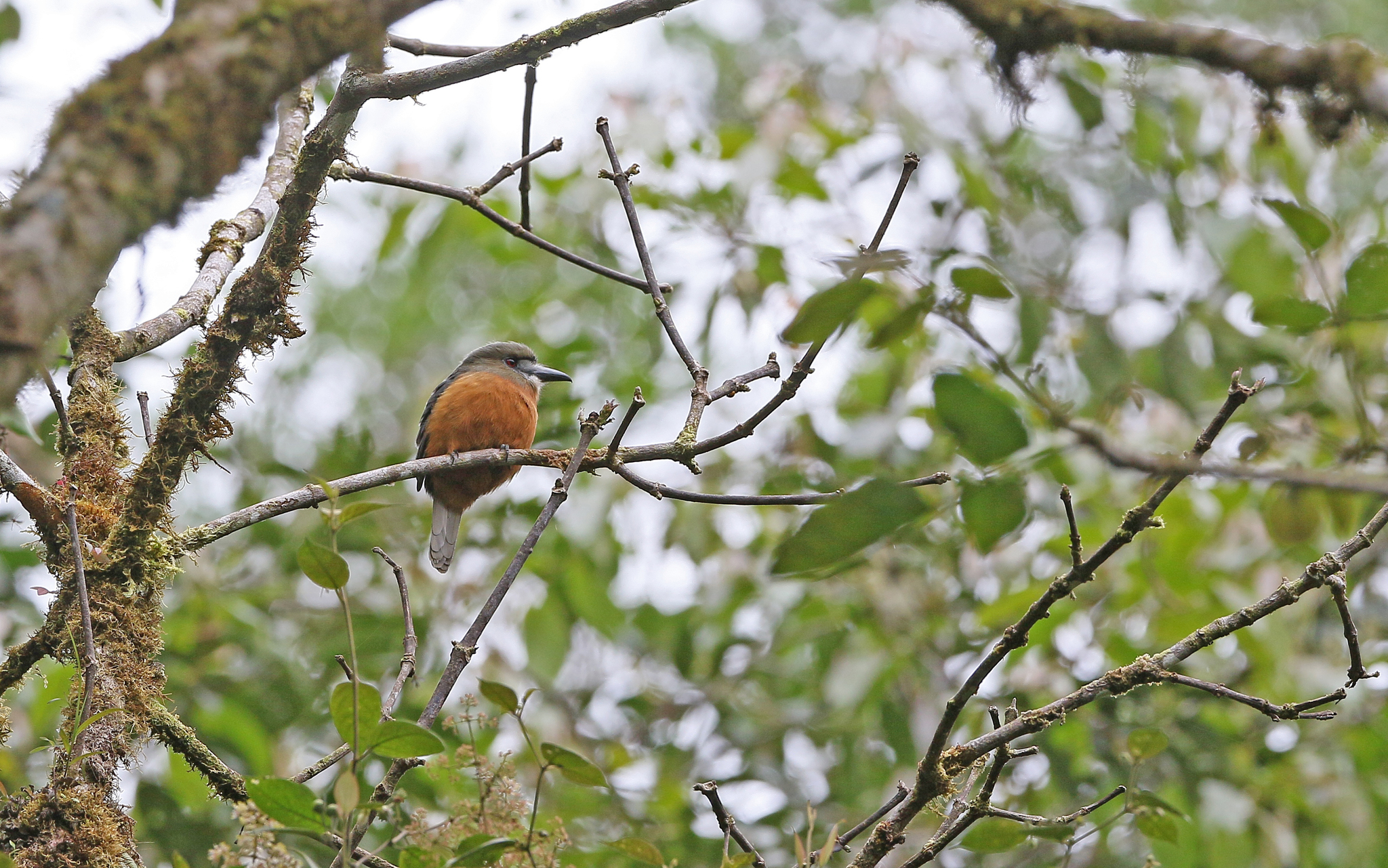White-faced Nunbird (Hapaloptila castanea), photo 4