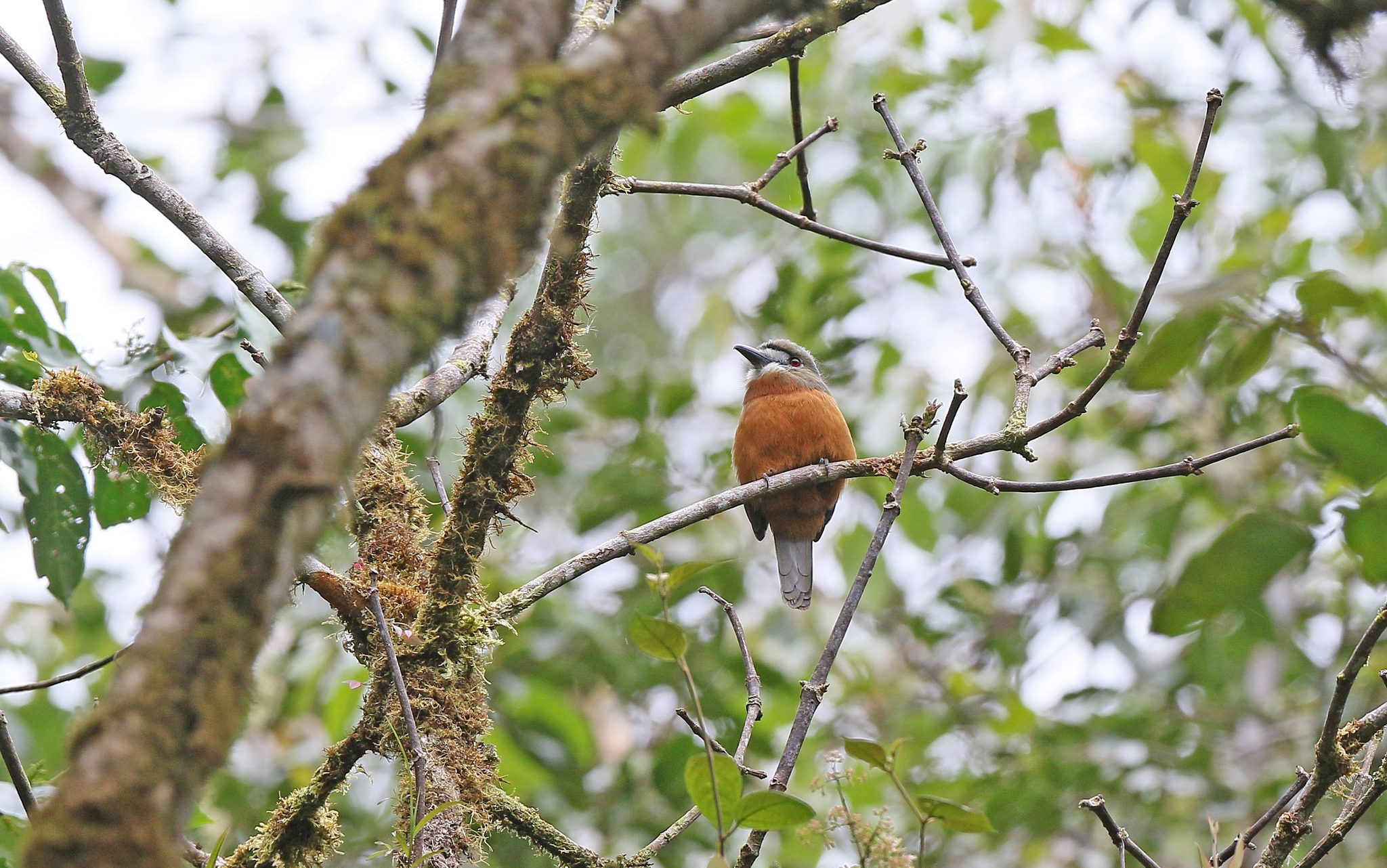 White-faced Nunbird (Hapaloptila castanea), photo 5