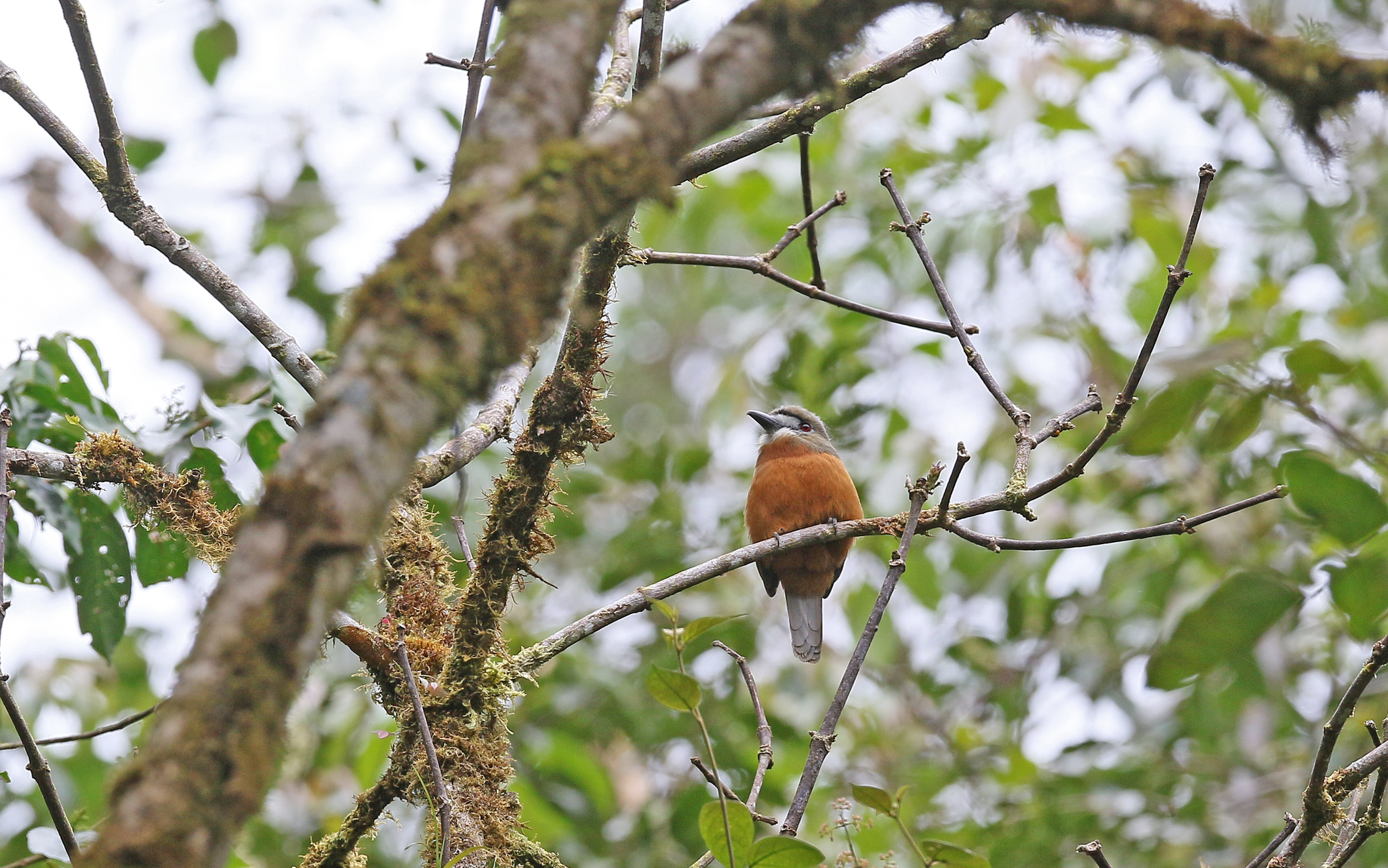 White-faced Nunbird (Hapaloptila castanea), photo 6