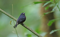 Ochthoeca cinnamomeiventris