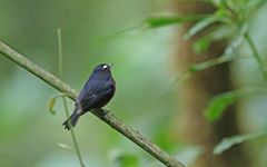 Ochthoeca cinnamomeiventris