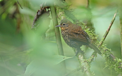 Premnoplex brunnescens