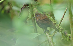 Premnoplex brunnescens