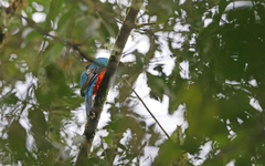 Pharomachrus antisianus