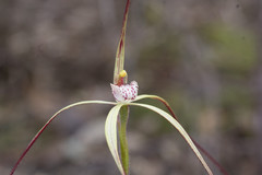 Caladenia dimidia