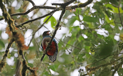 Pharomachrus antisianus